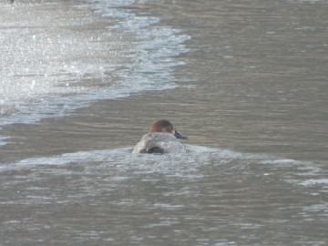 Zima w Spalskim Parku Krajobrazowym, <p>głowienka</p>